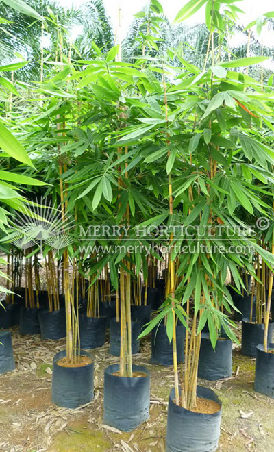 Schizostachyum brachycladum (Bali Yellow)